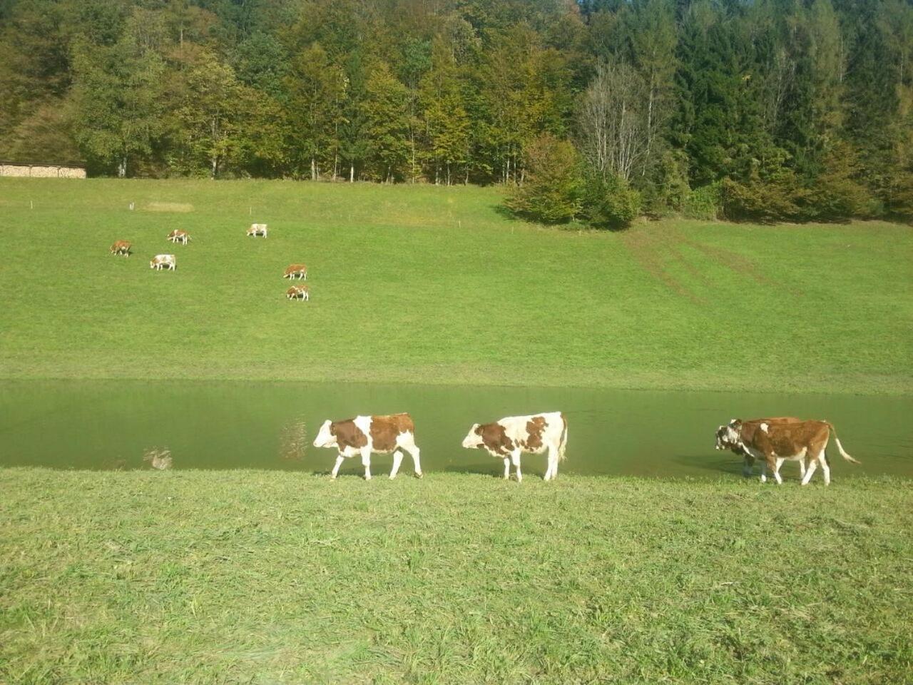 Hauslhof Panzió Saint Wolfgang Kültér fotó